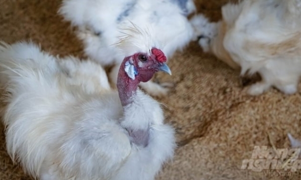 Raising specialty animals, a potential niche market [Article 4]: Preserving the Ma Da chicken variety